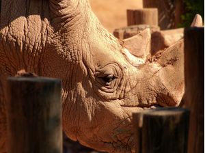 RINO 13 UA