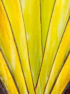 TROPICAL AMARELO II