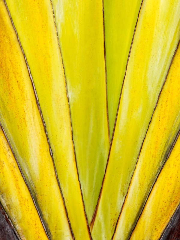 TROPICAL AMARELO II