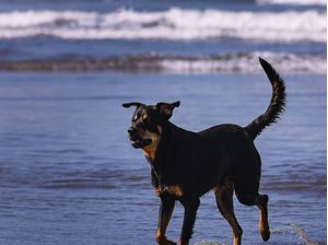 CÃES 6 UA