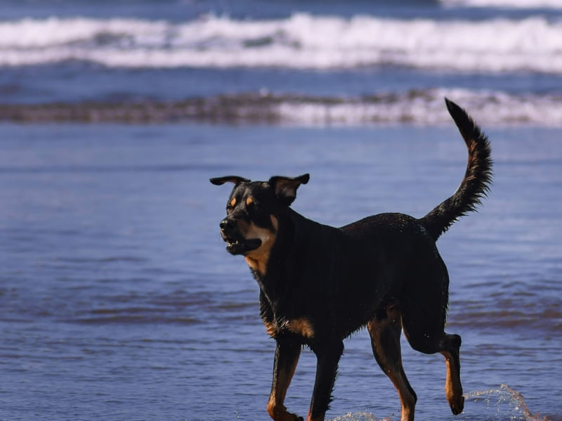 CÃES 6 UA