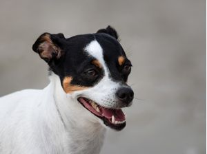 CÃES 4 UA