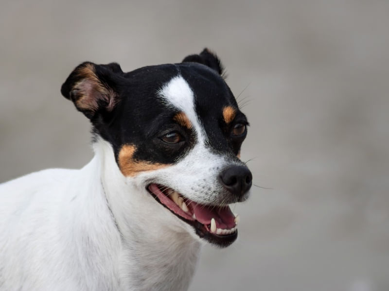 CÃES 4 UA