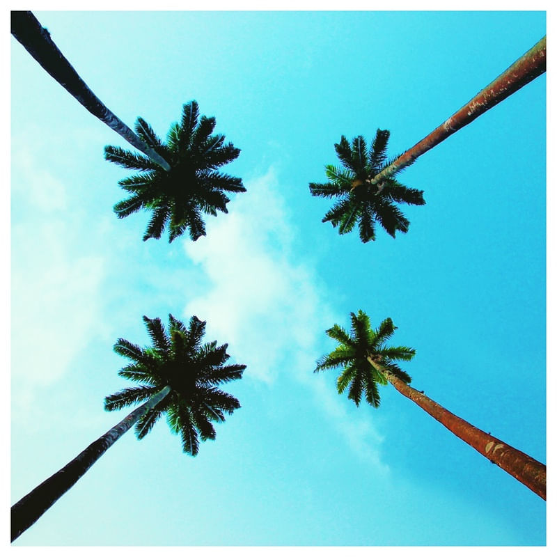 PALM TREE BLUE SKY