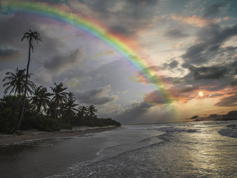 CARNAUBINHA RAINBOW
