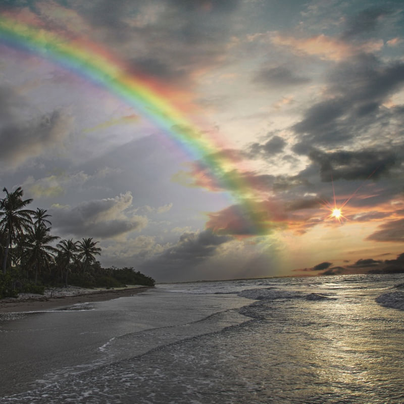 CARNAUBINHA RAINBOW 4