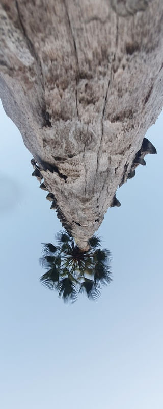 CARNAÚBA CÉU