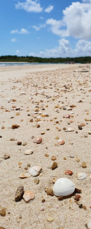 CONCHAS NA AREIA BARRA NOVA