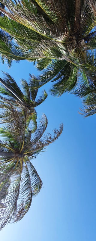 COQUEIROS AO CÉU TAÍBA