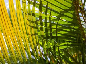 TROPICAL LEAF 4407