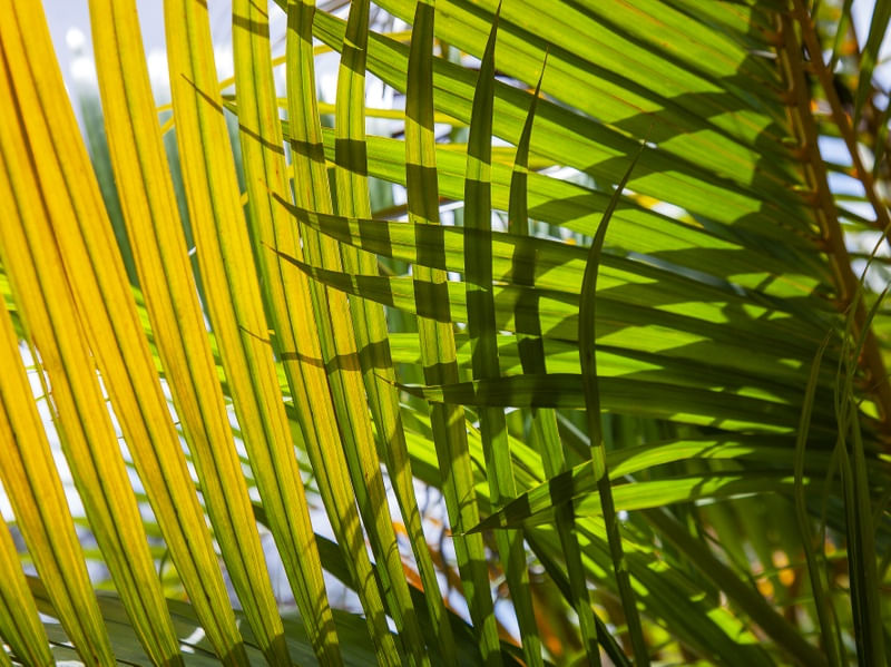 TROPICAL LEAF 4407