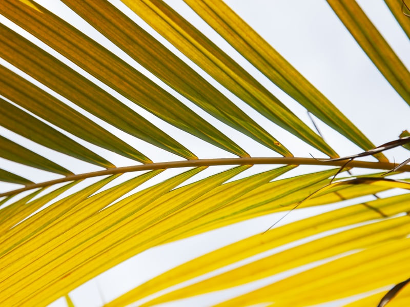 TROPICAL LEAF 4409