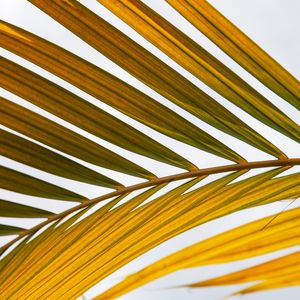 TROPICAL LEAF 4410