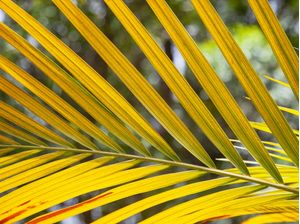 TROPICAL LEAF 4416