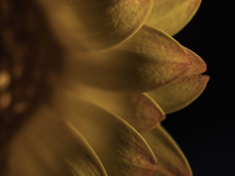 AMARELO DA PETALA