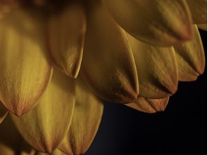 AMARELO DA PETALA DOIS