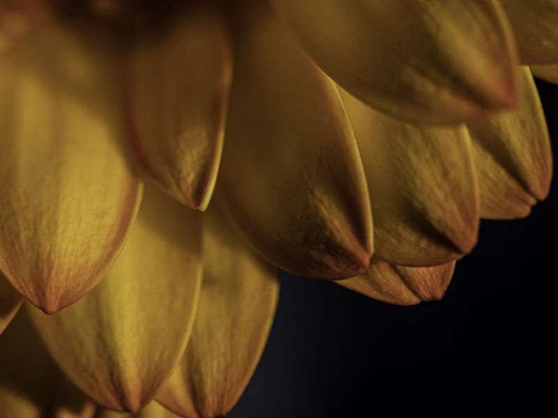 AMARELO DA PETALA DOIS