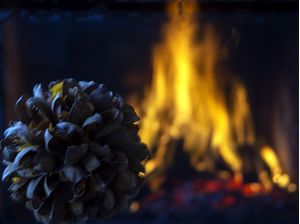 FLOWER ANF FIRE