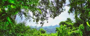 PORTAL DA FLORESTA 00