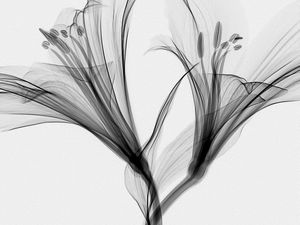 FLOR TRANSPARENTE 01