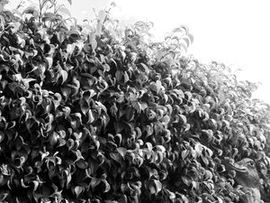 PAREDE DE JARDIM PB