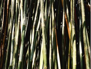 BAMBU SOLAR