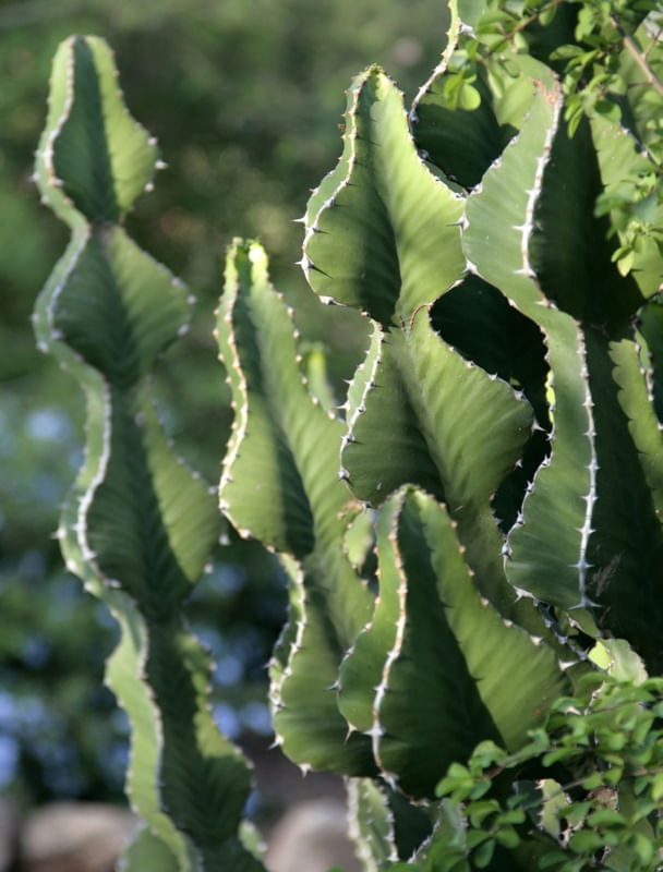 CURVAS DOS CACTUS