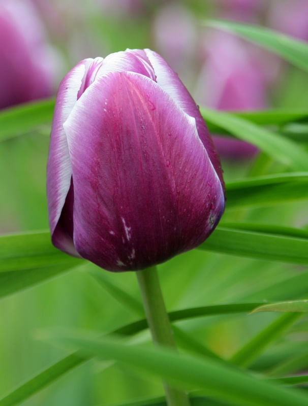 TULIPA ROXA E BRANCA
