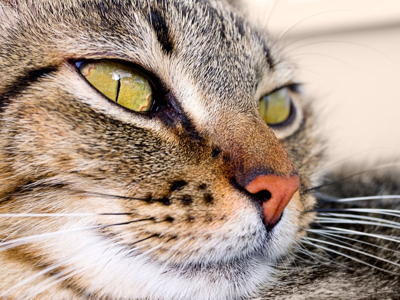 LUMINOUS EYES