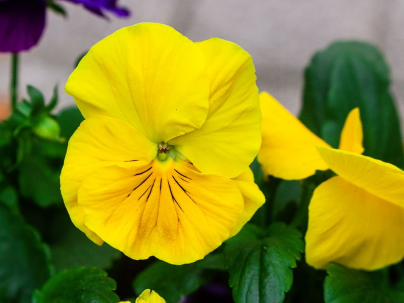 FLORES DIVERSAS 7UA