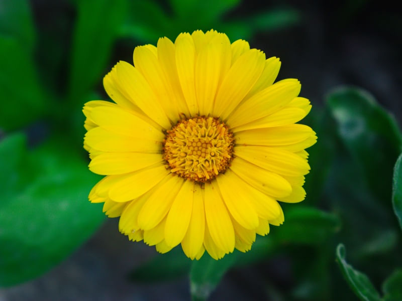 FLORES DIVERSAS 9UA