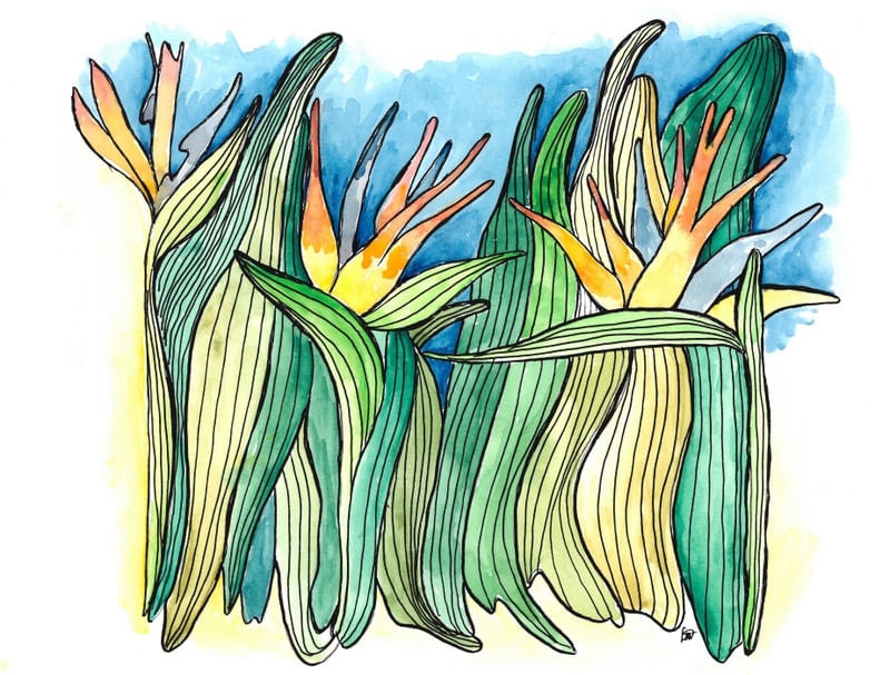 STRELIZIAS