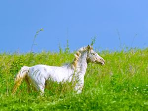 GOLDEN MANE HORSE