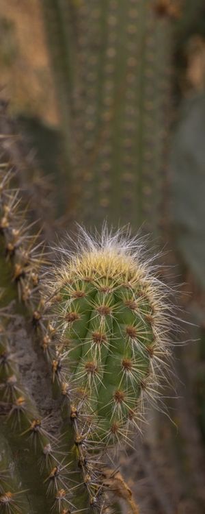 CACTUS CANINDE SF PANORAMA VERT