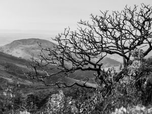 ÁRVORE SECA NA SERRA DA CANASTRA
