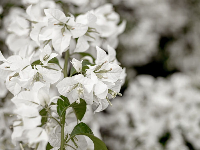 FLORAL BRANCO - LATERAL