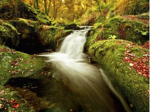FOREST STREAM