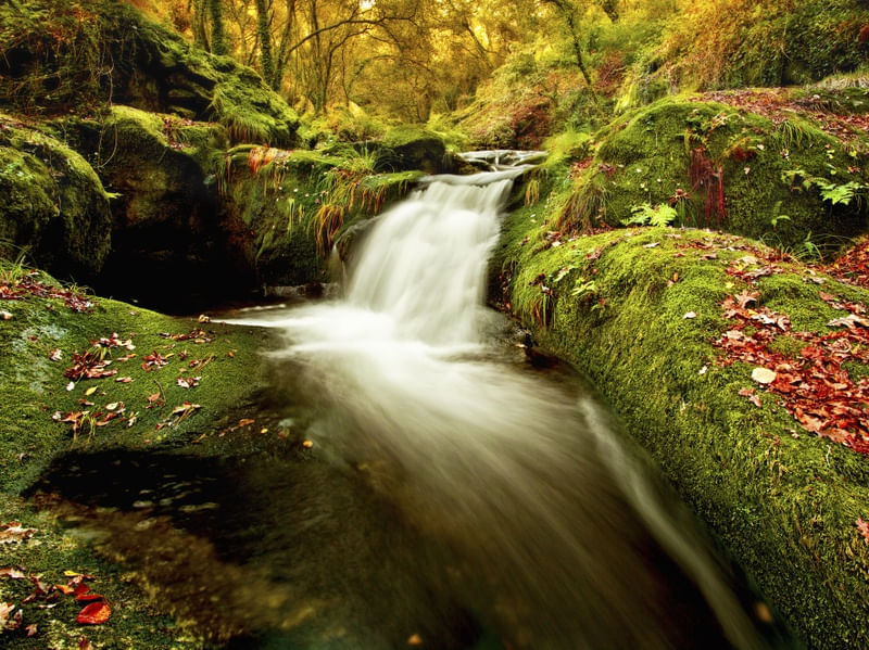 FOREST STREAM