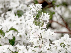 FLORAL BRANCO - CENTRO