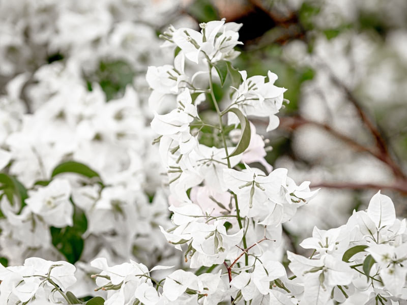 FLORAL BRANCO - CENTRO