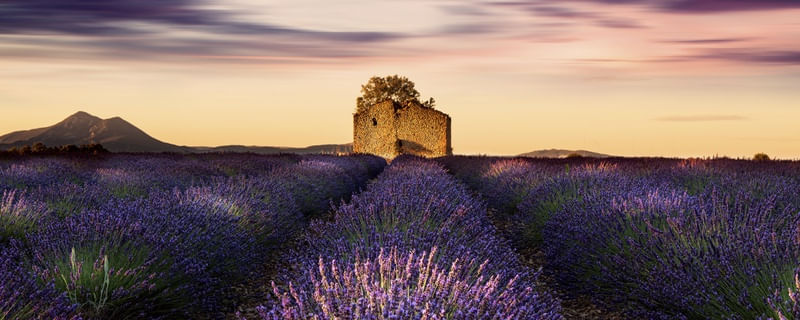 LAVENDER OLD HOUSE