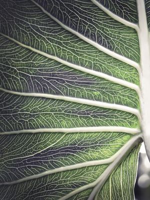 VEIAS E ESPINHA DORSAL - DÍPTICO A