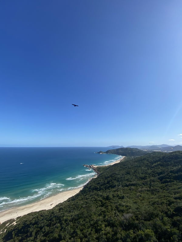 PÁSSAROS NA JANELA