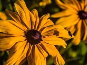 ABELHA EM FLOR