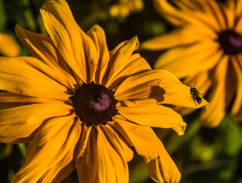 ABELHA EM FLOR