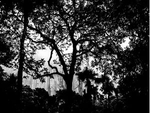 SILHUETA DA FLORESTA