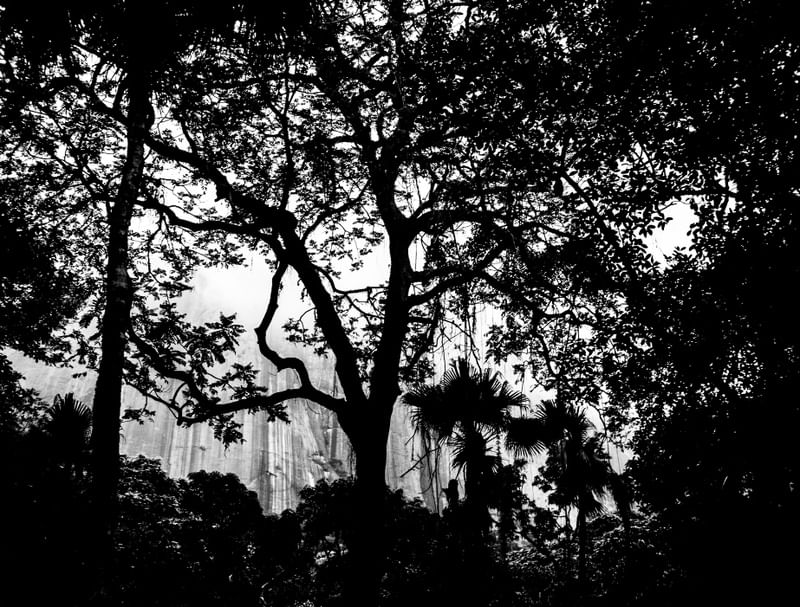 SILHUETA DA FLORESTA