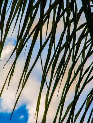 VERDE NO CÉU