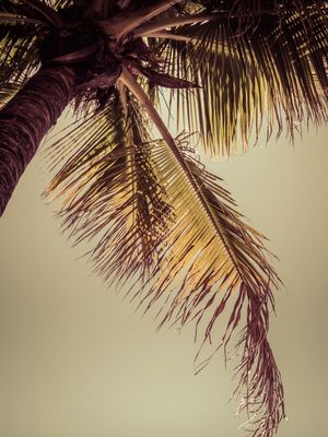 FOLHAS DE PALMEIRA SOB SOL