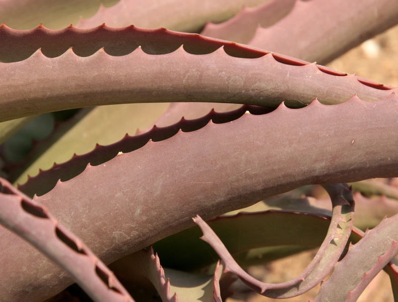 ESPINHOS ROSADOS